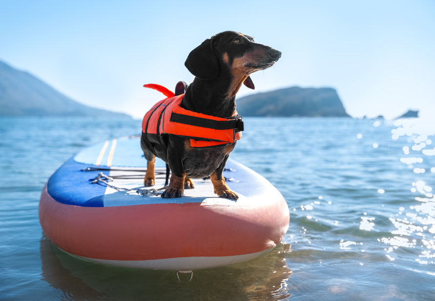 Seguridad mascotas en el agua